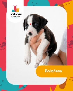ADOPTA A BOLOÑESA_1