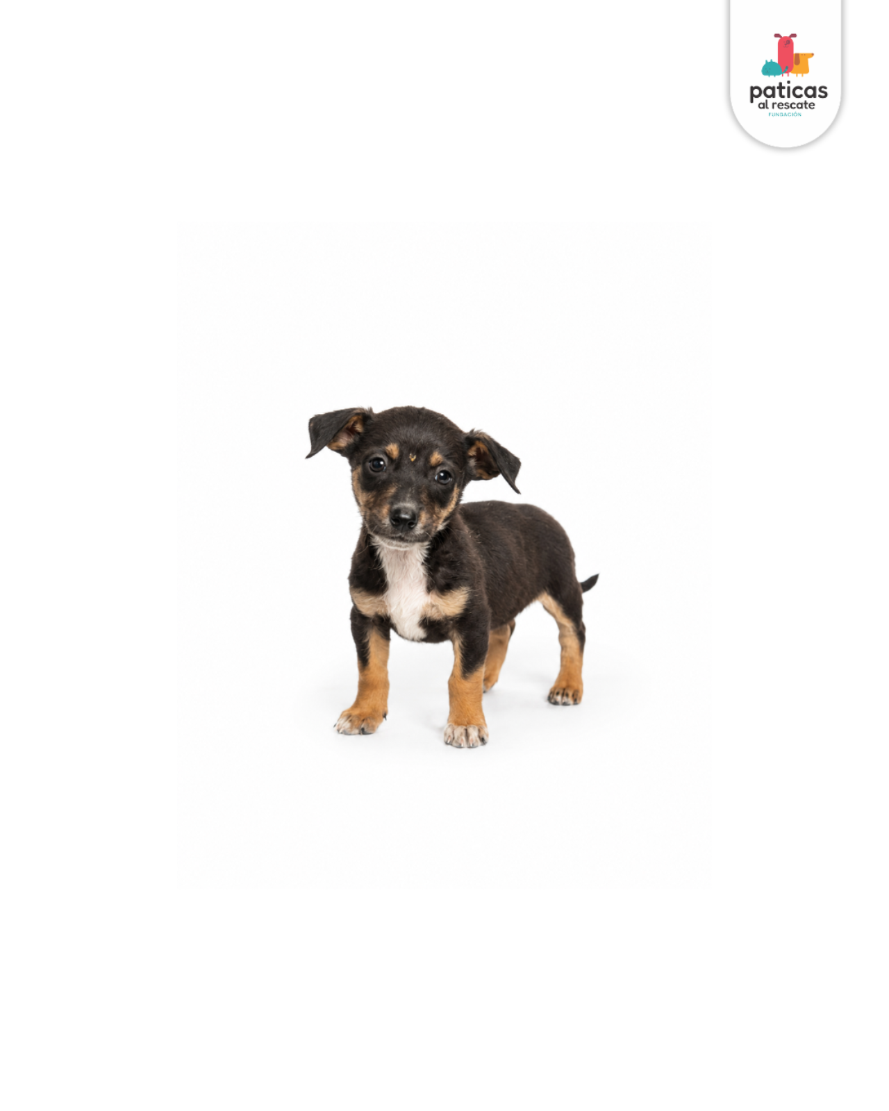 ADOPTA A VERBENA_5
