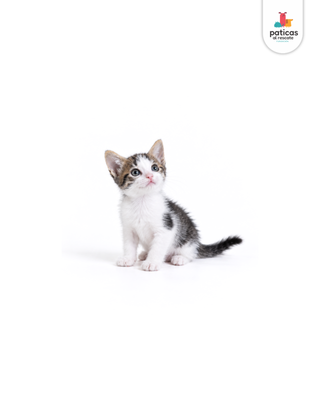 ADOPTA A PEPA_6