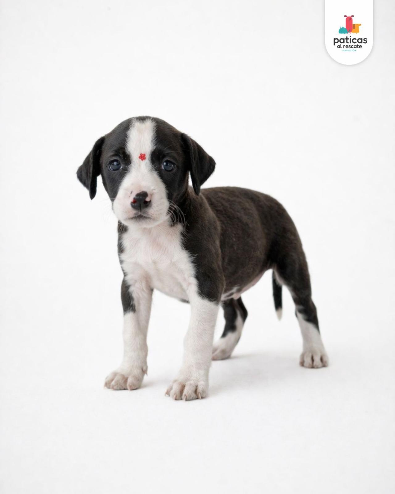 ADOPTA A BOLOÑESA_8