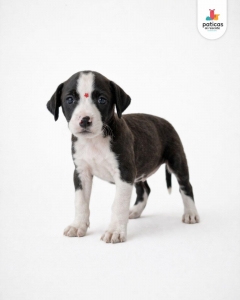 ADOPTA A BOLOÑESA_8