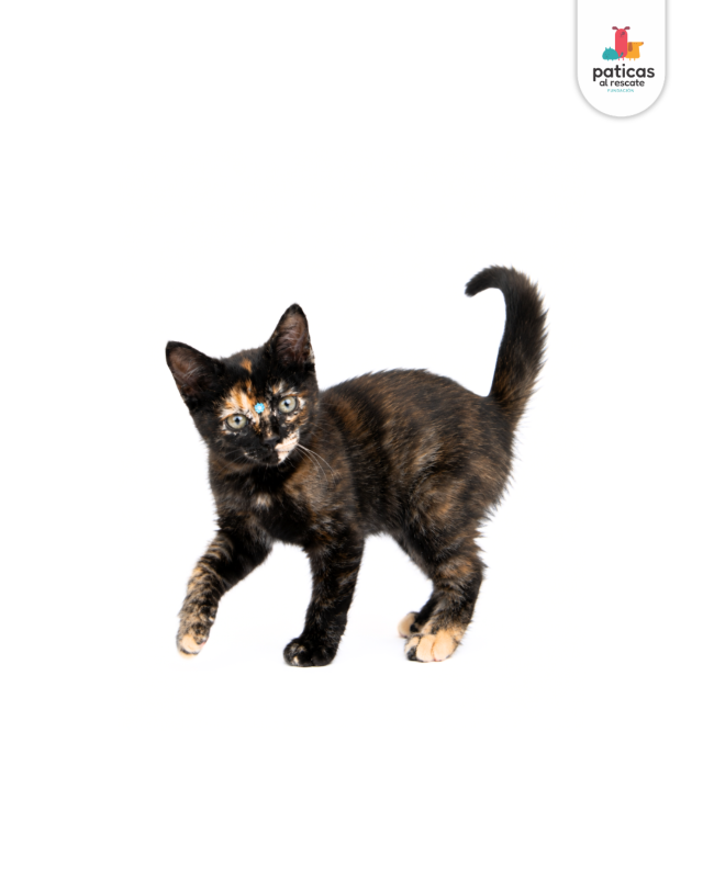 ADOPTA A MISSY_2