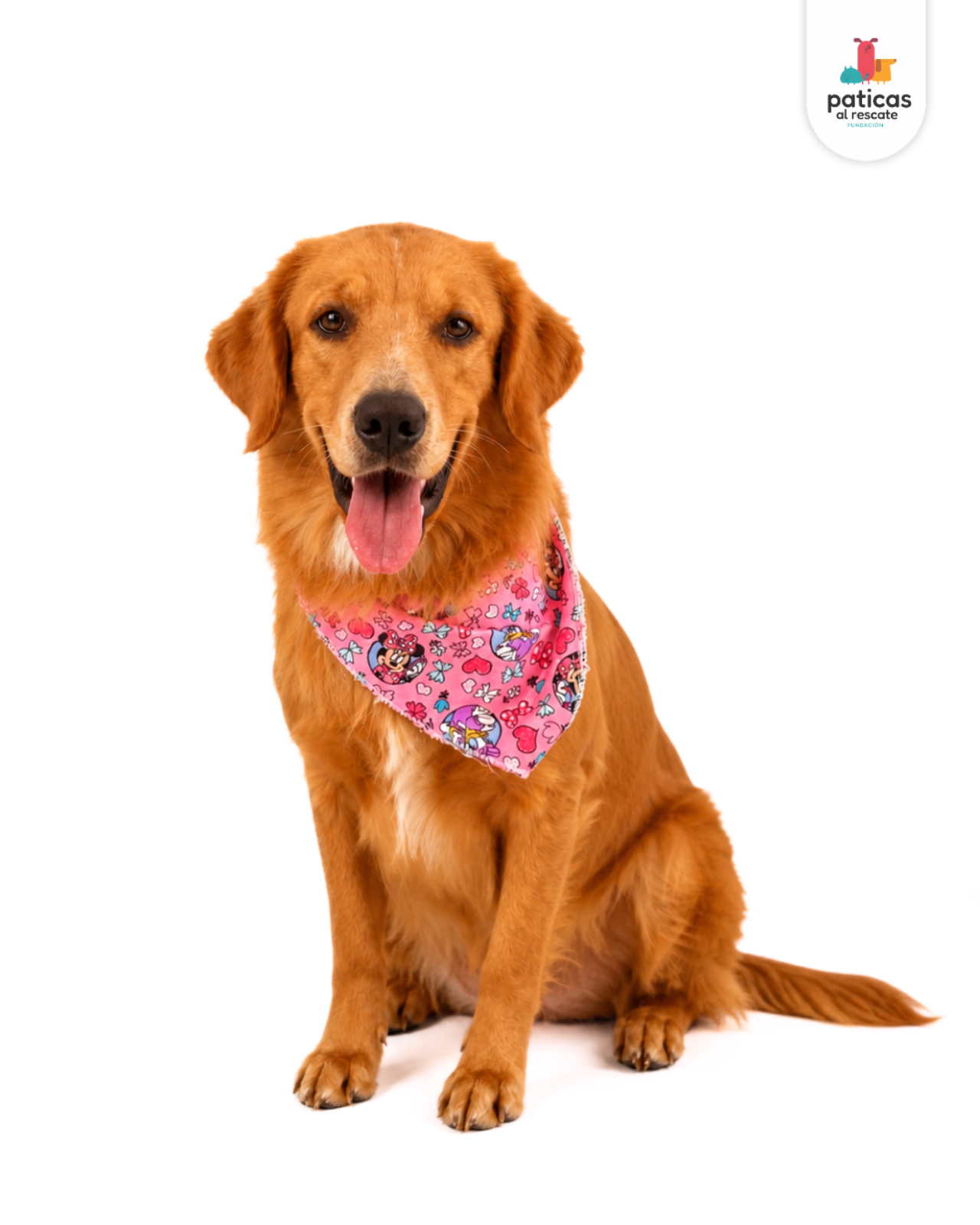 ADOPTA A SIMONA_3