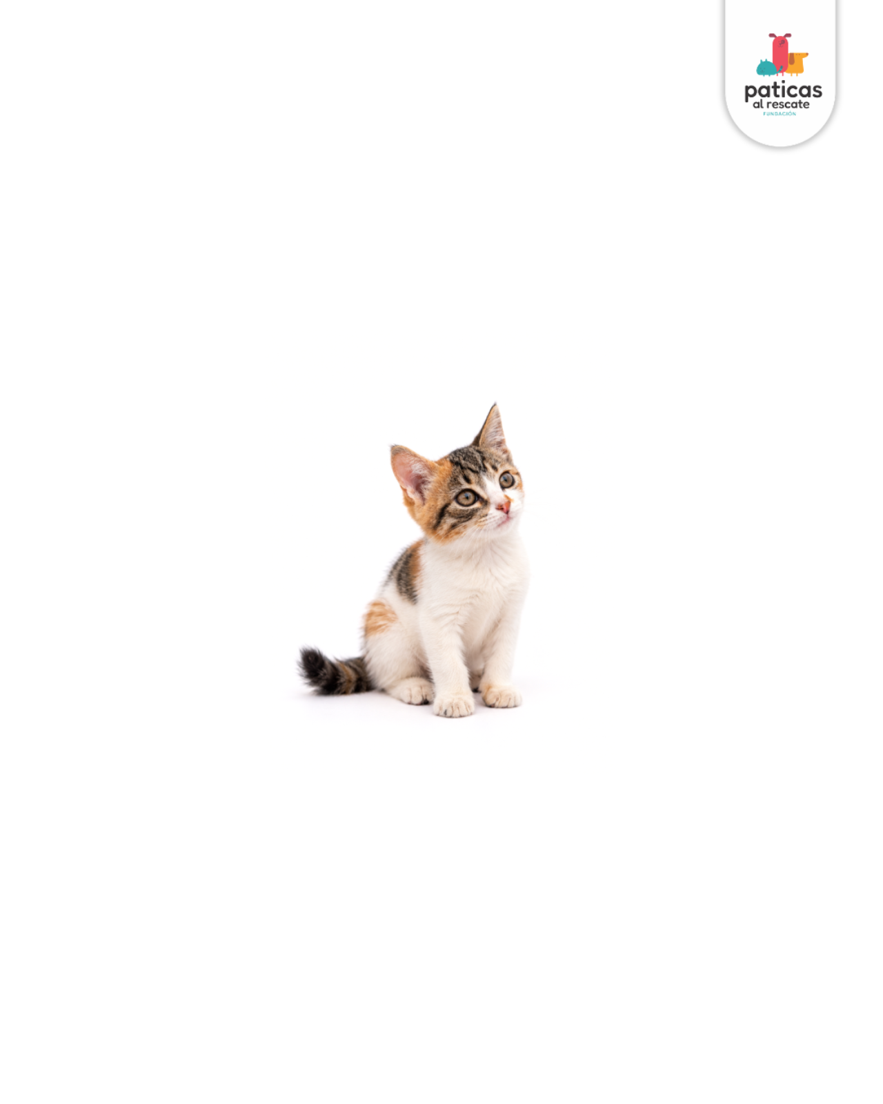 ADOPTA A CRISTAL_7