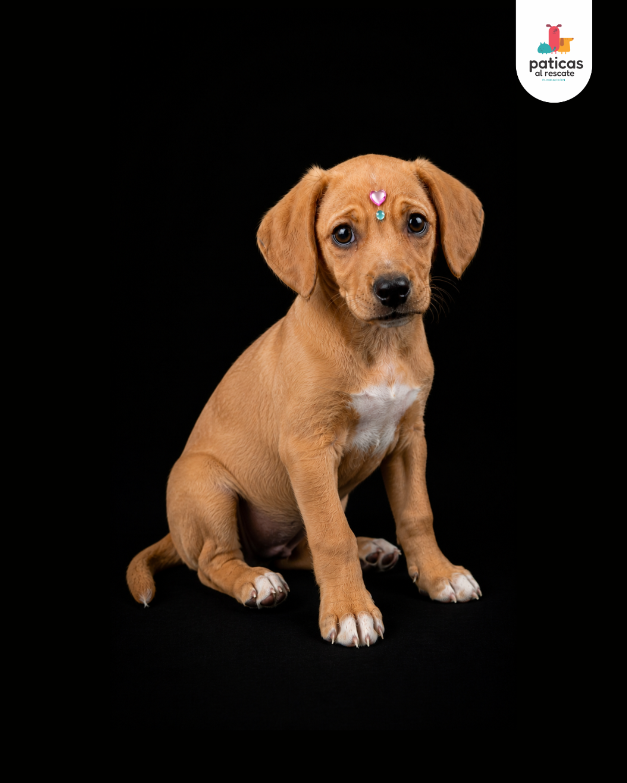 ADOPTA A EMPANADA_10