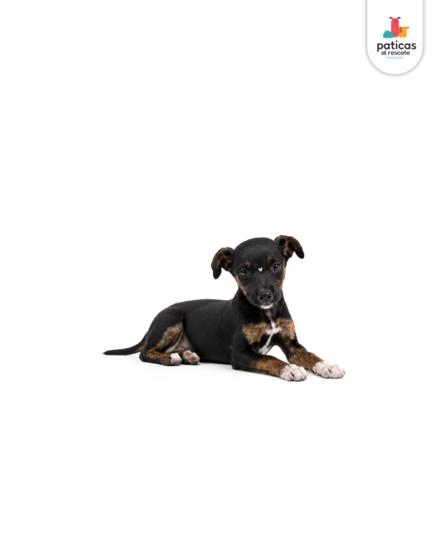 ADOPTA A DAHLIA_5