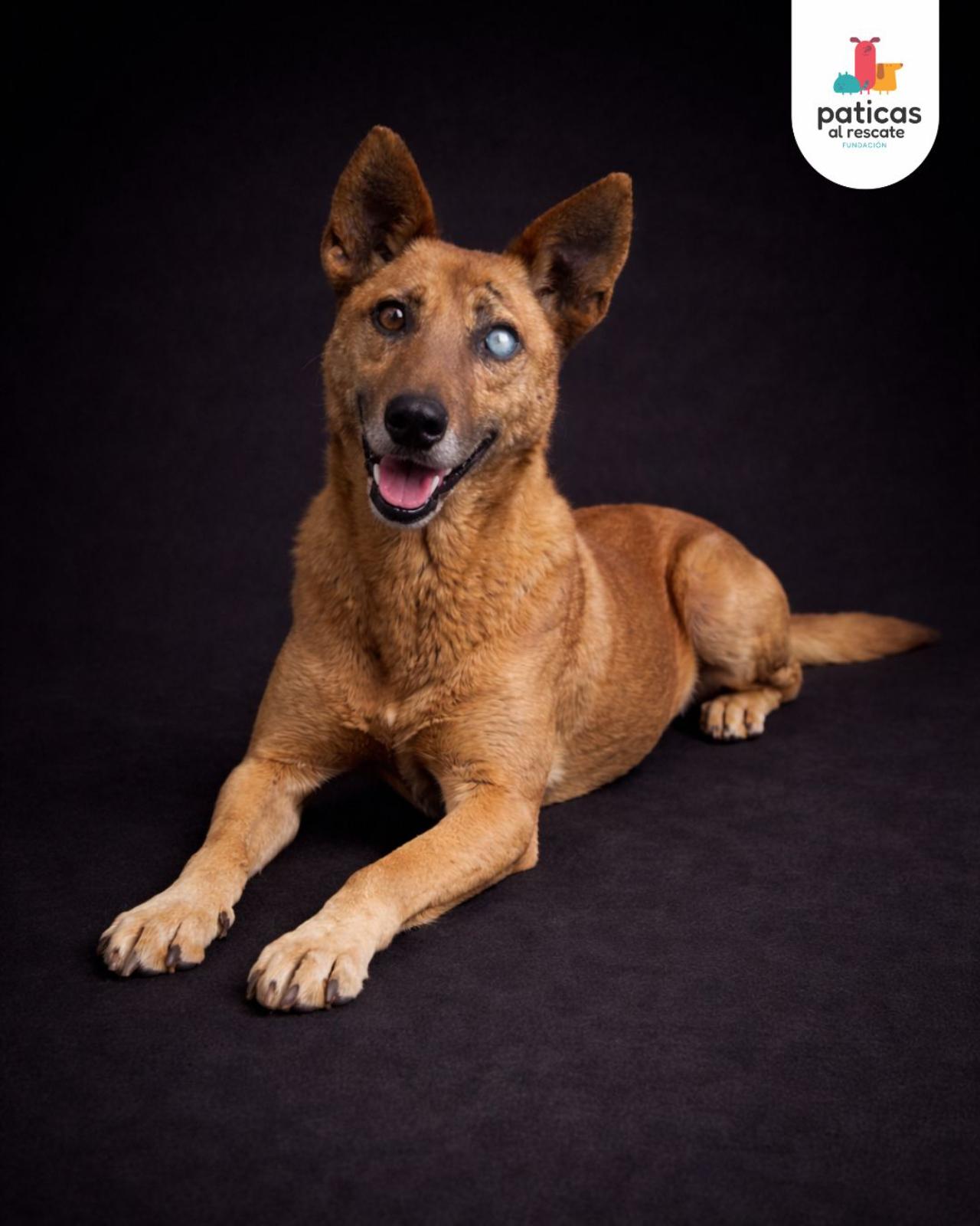 ADOPTA A HÉRCULES_3