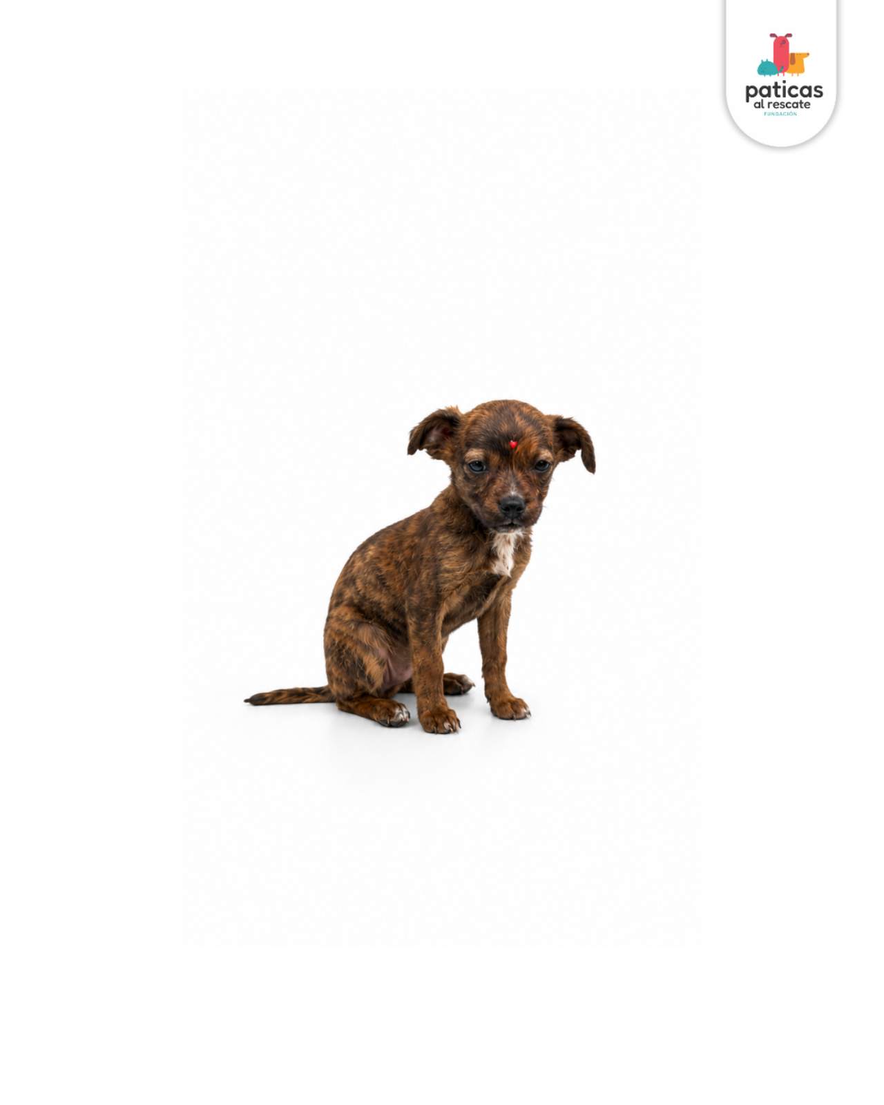ADOPTA A AZALEA_6