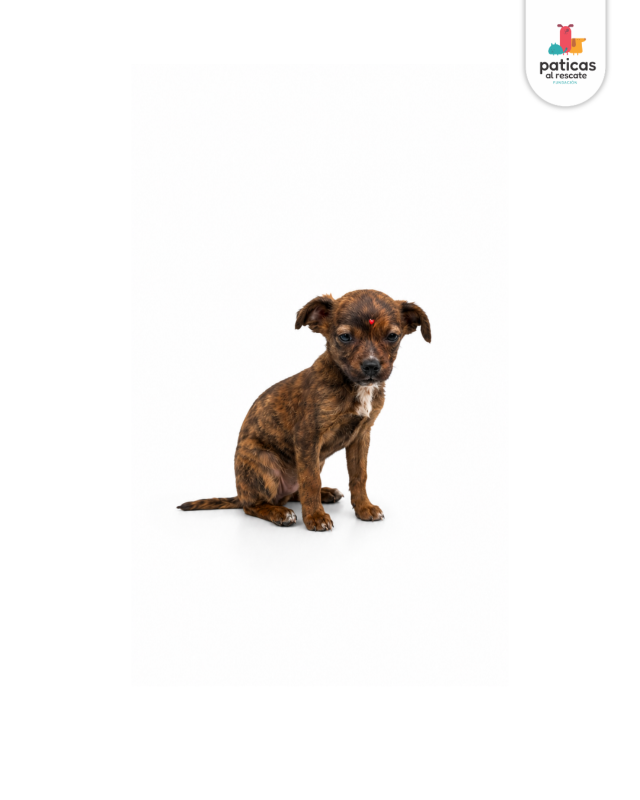 ADOPTA A AZALEA_6
