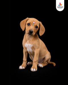 ADOPTA A EMPANADA_5