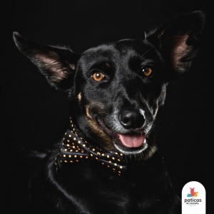 ADOPTA A RANDY_2