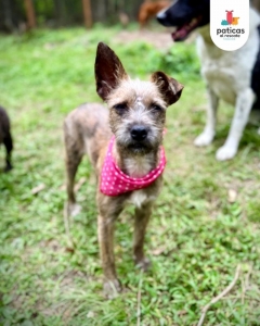 Adopta a Shenzi_10