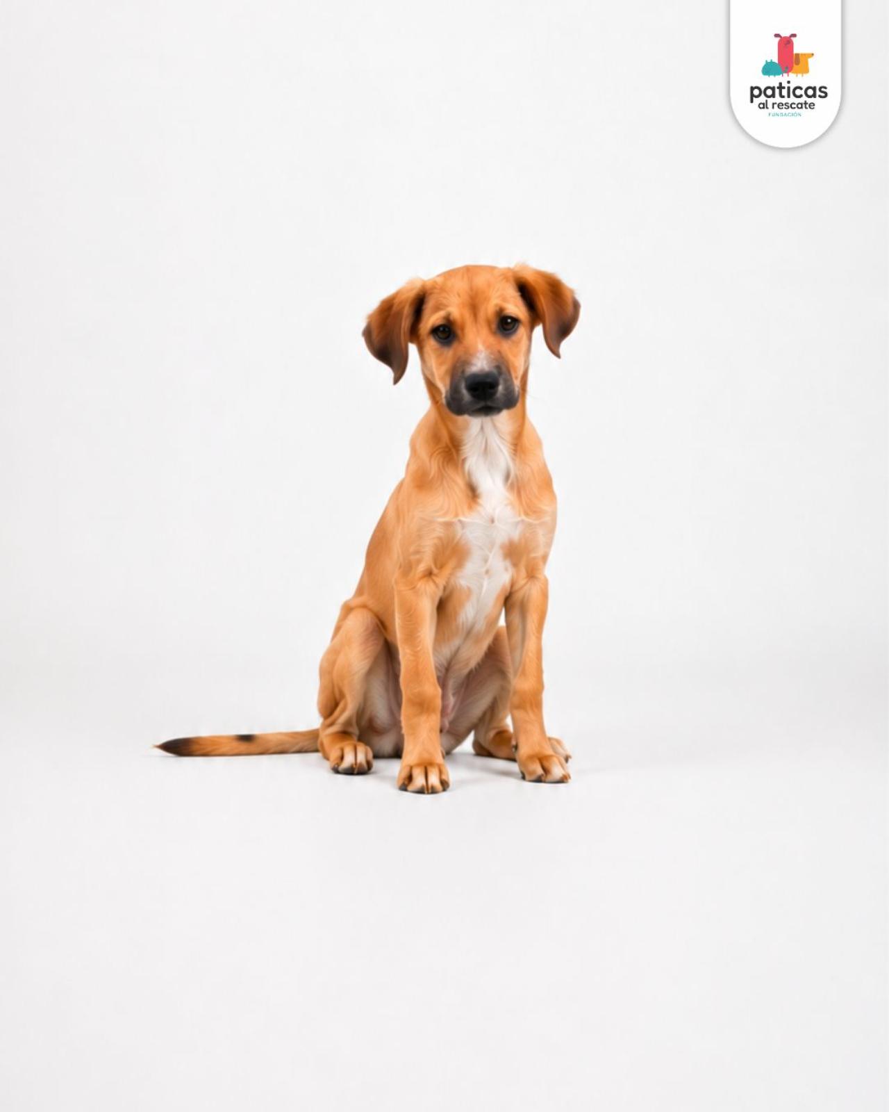 ADOPTA A PLATANITO_6