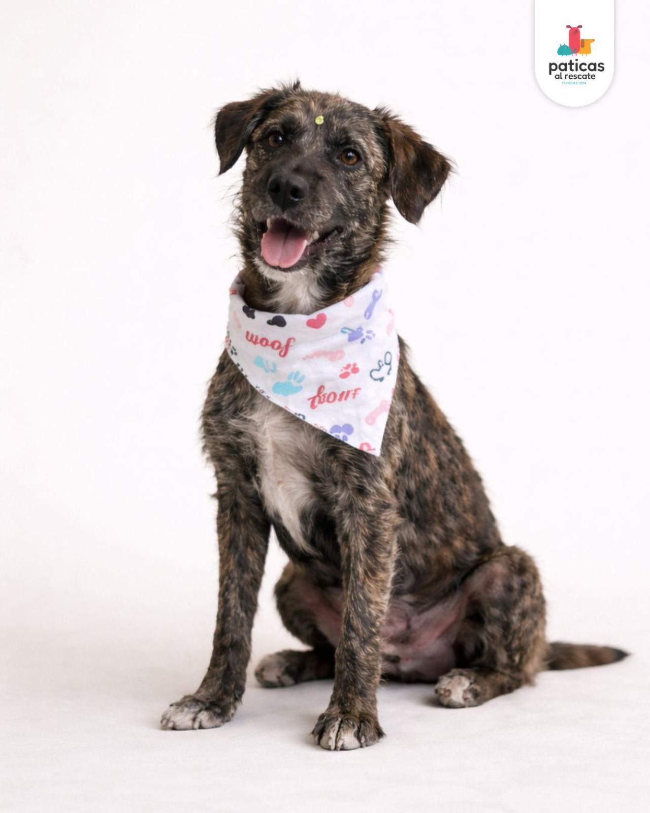 ADOPTA A PELUCHINA_6