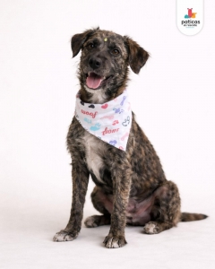 ADOPTA A PELUCHINA_6