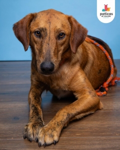 ADOPTA A TAMMY_5