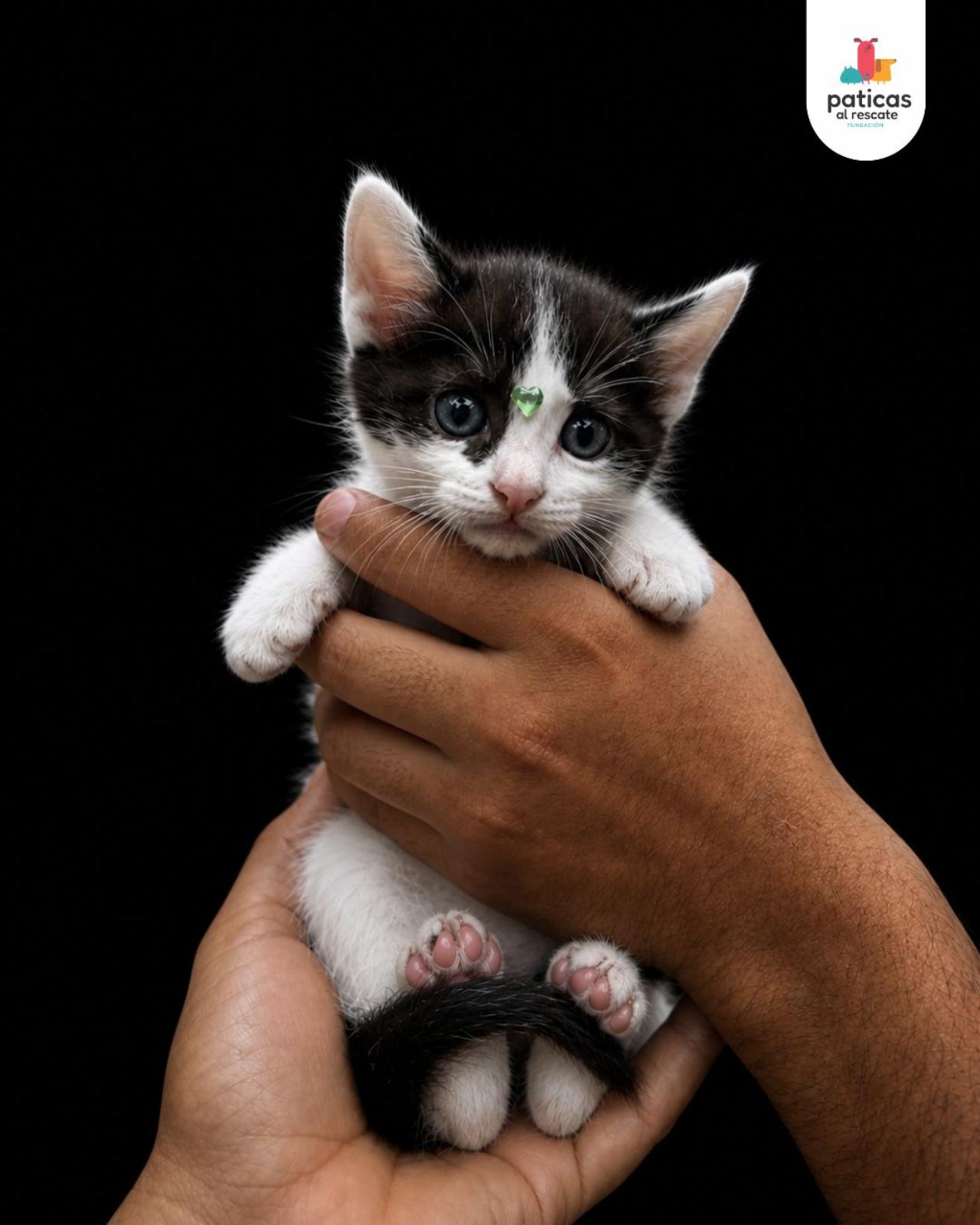 ADOPTA A GRECIA_5