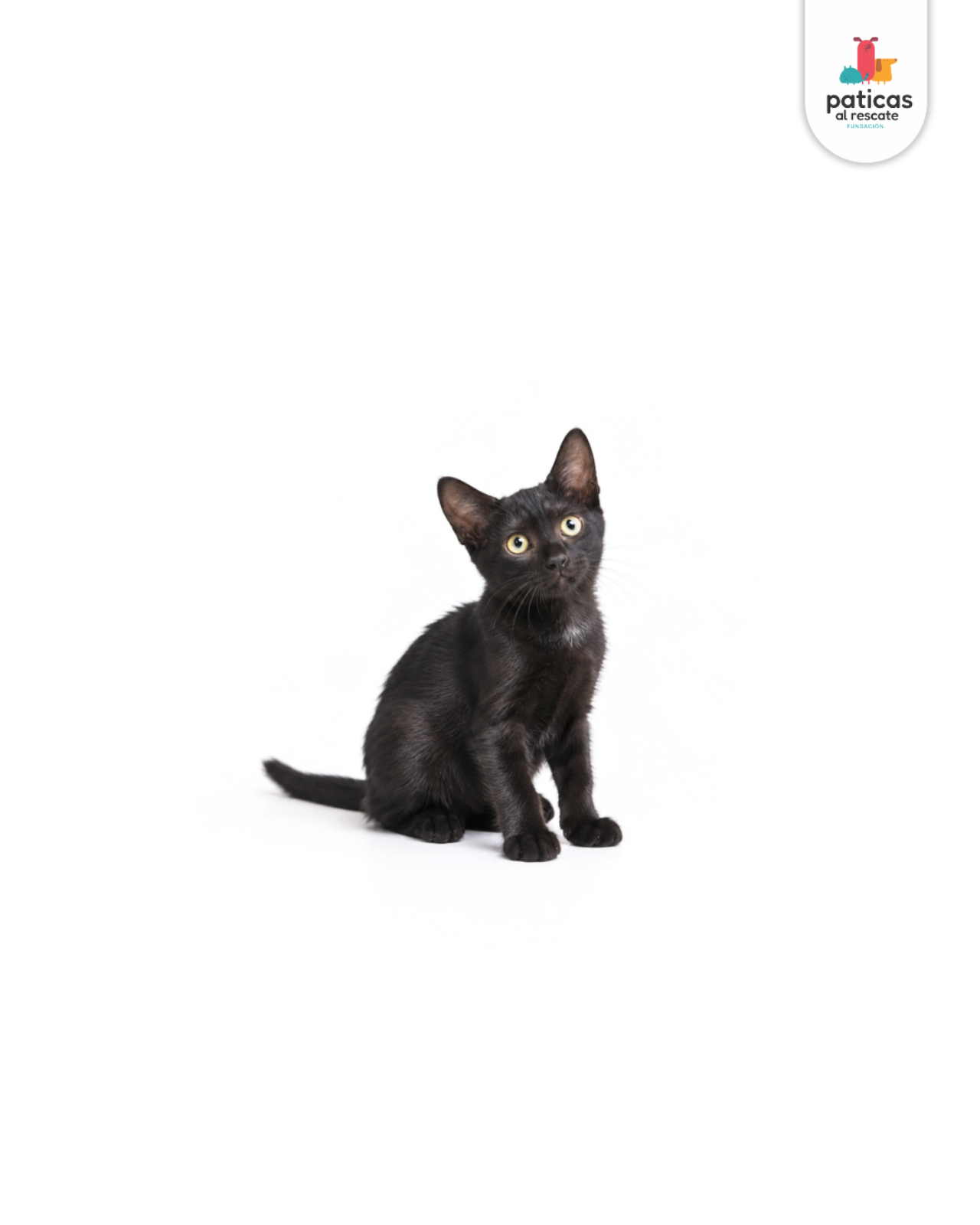 ADOPTA A SALEM_6