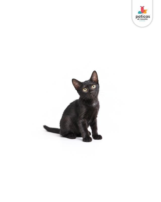 ADOPTA A SALEM_6