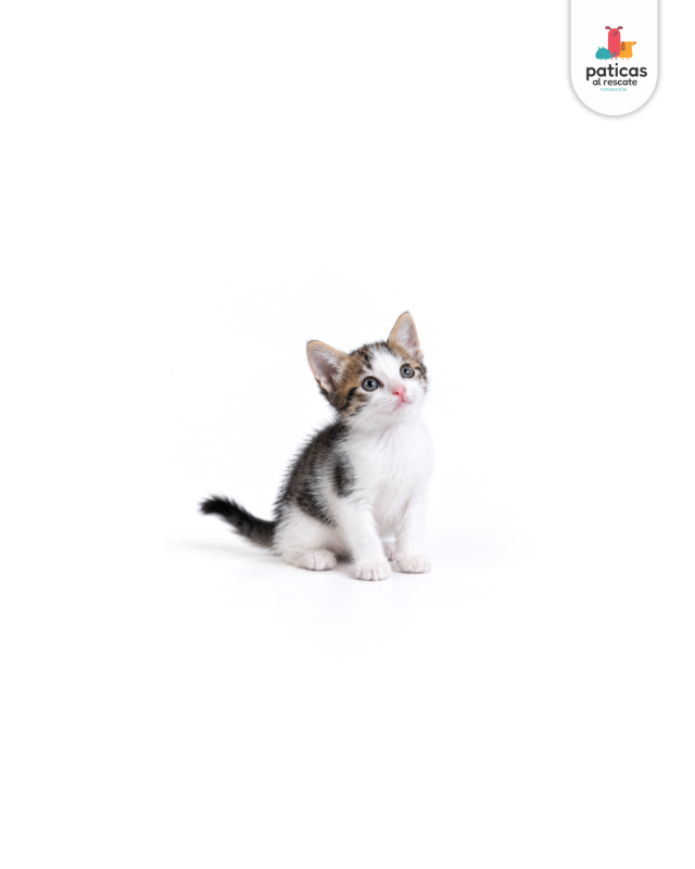 ADOPTA A PEPA_7
