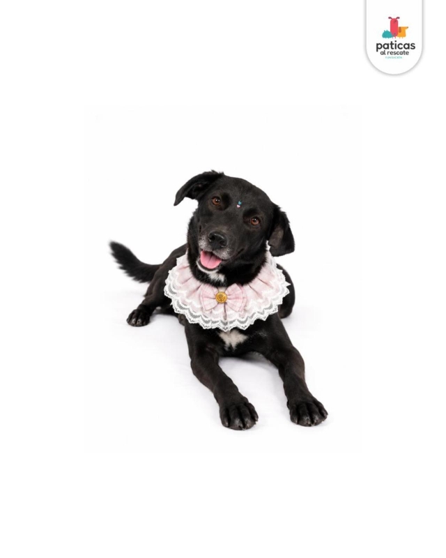 ADOPTA A TOMASITA _5