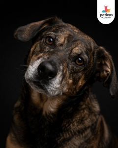 ADOPTA A MUELITAS_2