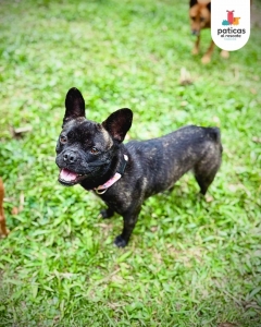 Adopta a Lila_13