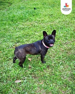 Adopta a Lila_12