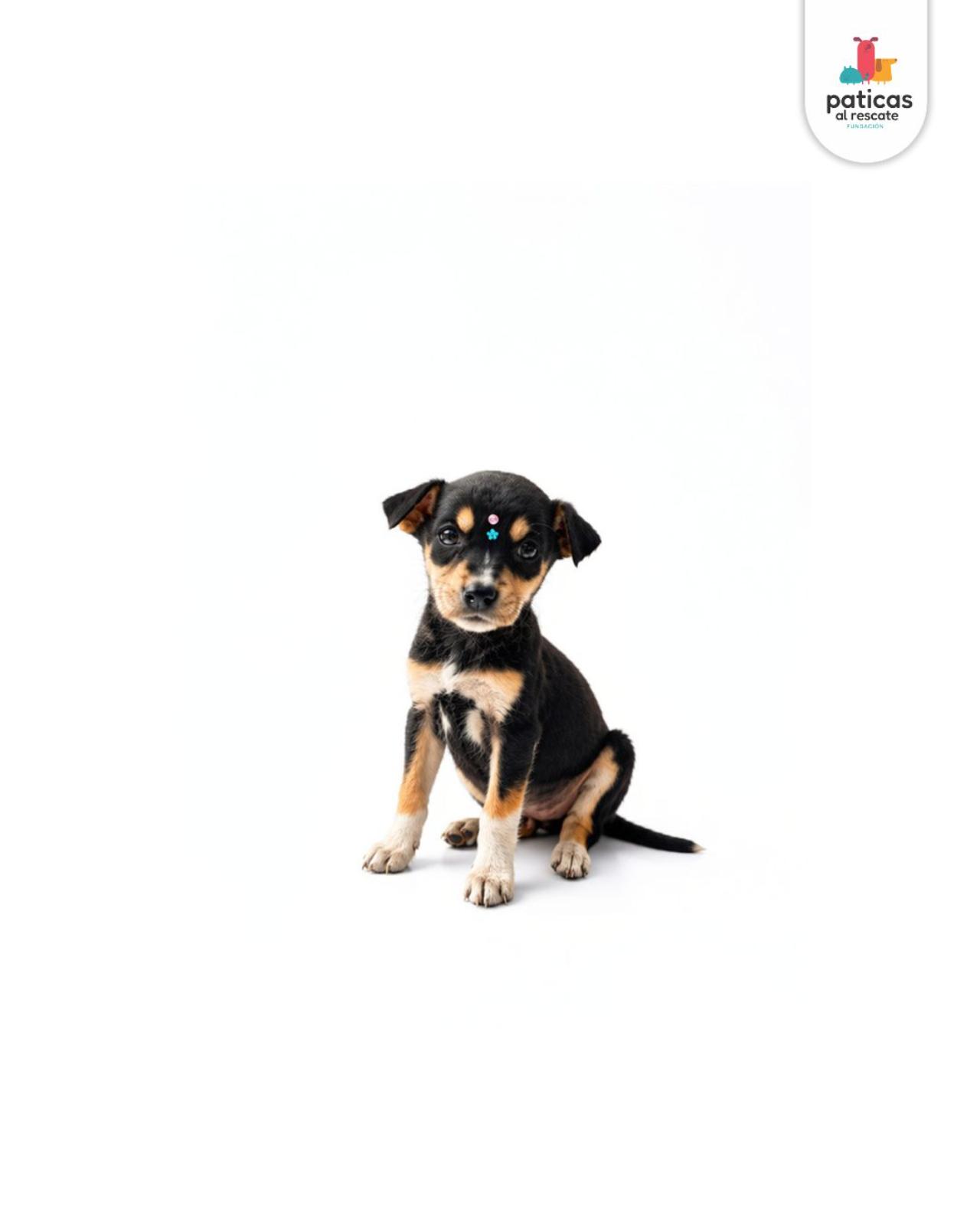 ADOPTA A ABBY_5
