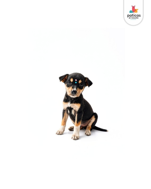 ADOPTA A ABBY_5