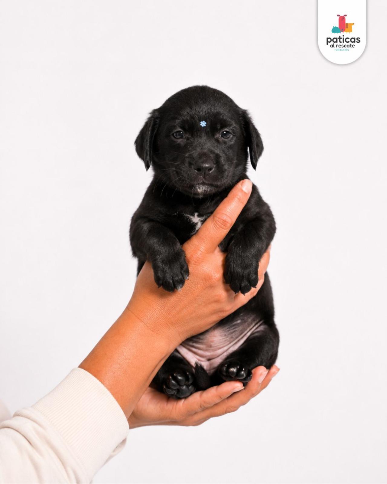 ADOPTA A LULA_5