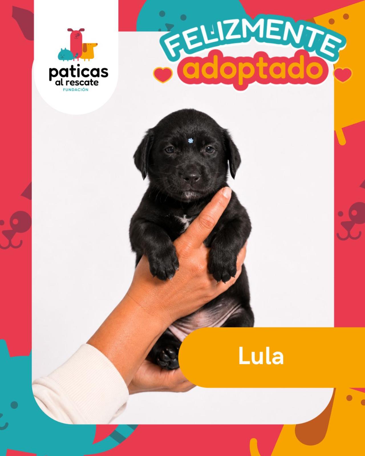 ADOPTA A LULA_1