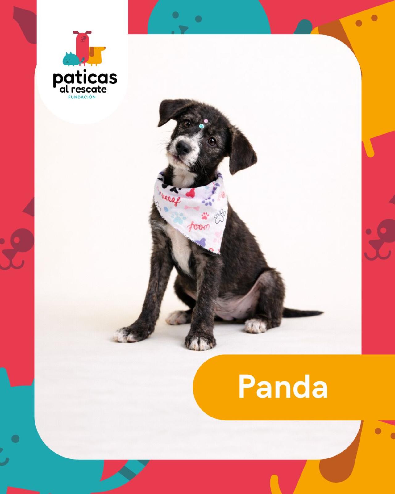 ADOPTA A PANDA_1