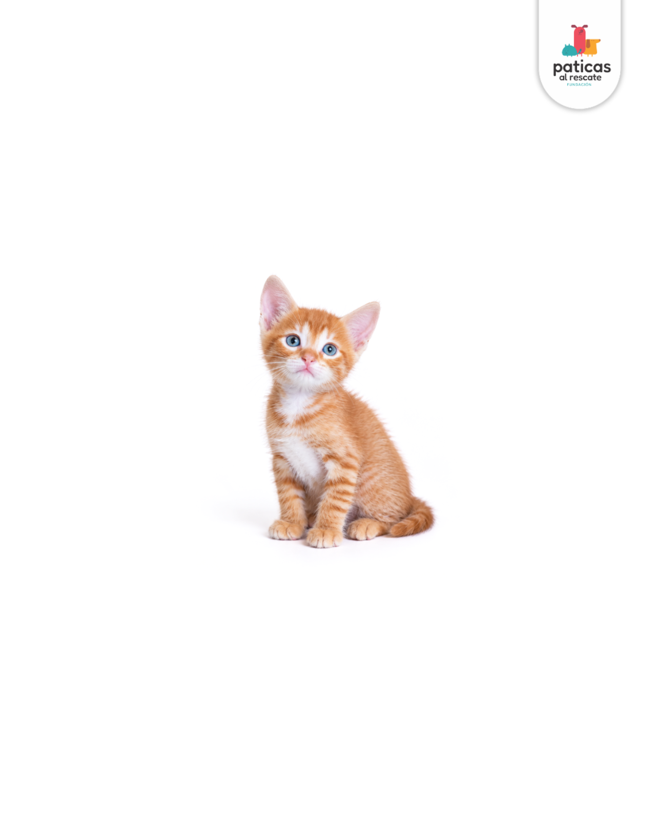 ADOPTA A TOTI_4