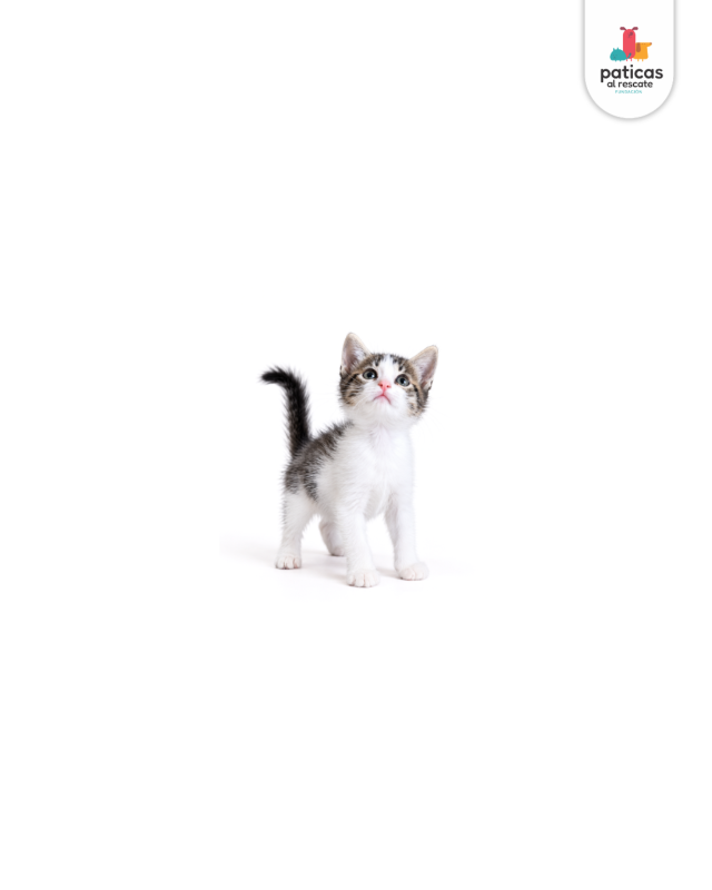 ADOPTA A CHACHA_6