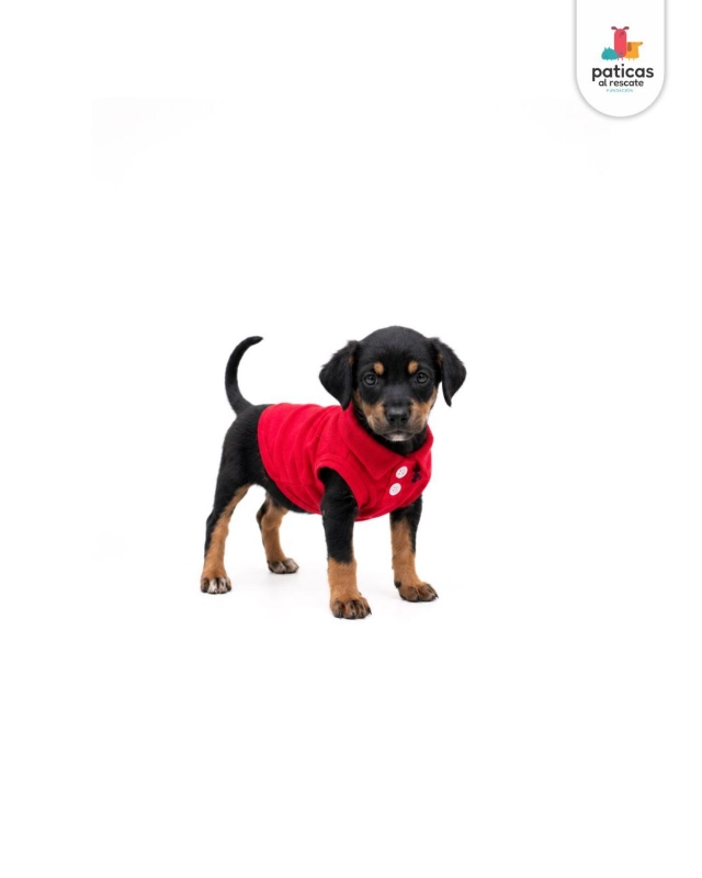 ADOPTA A ARCHIBALDO_4