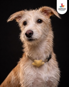 ADOPTA A VAINILLA_2