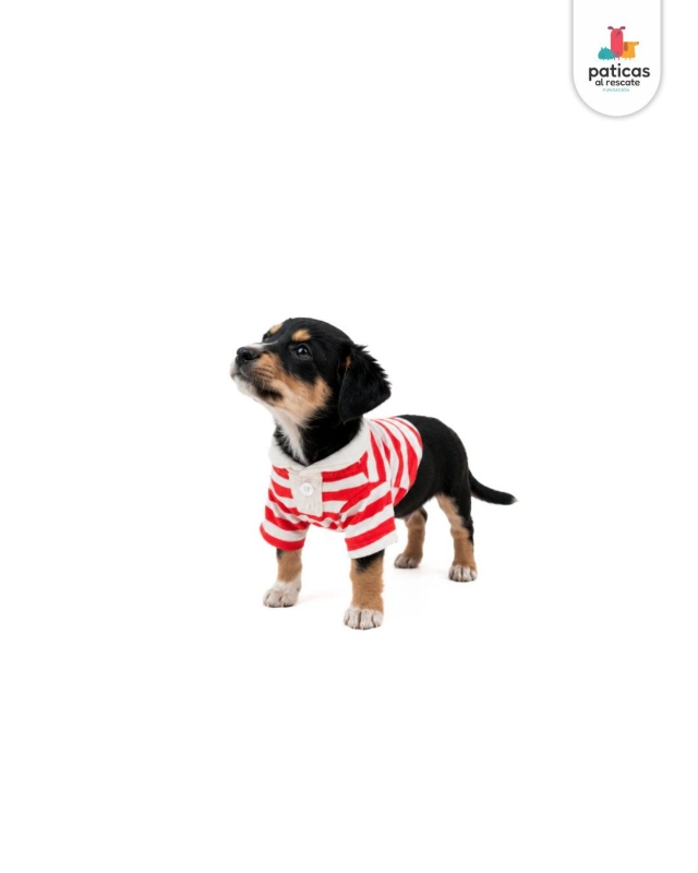 ADOPTA A PANCHO_4