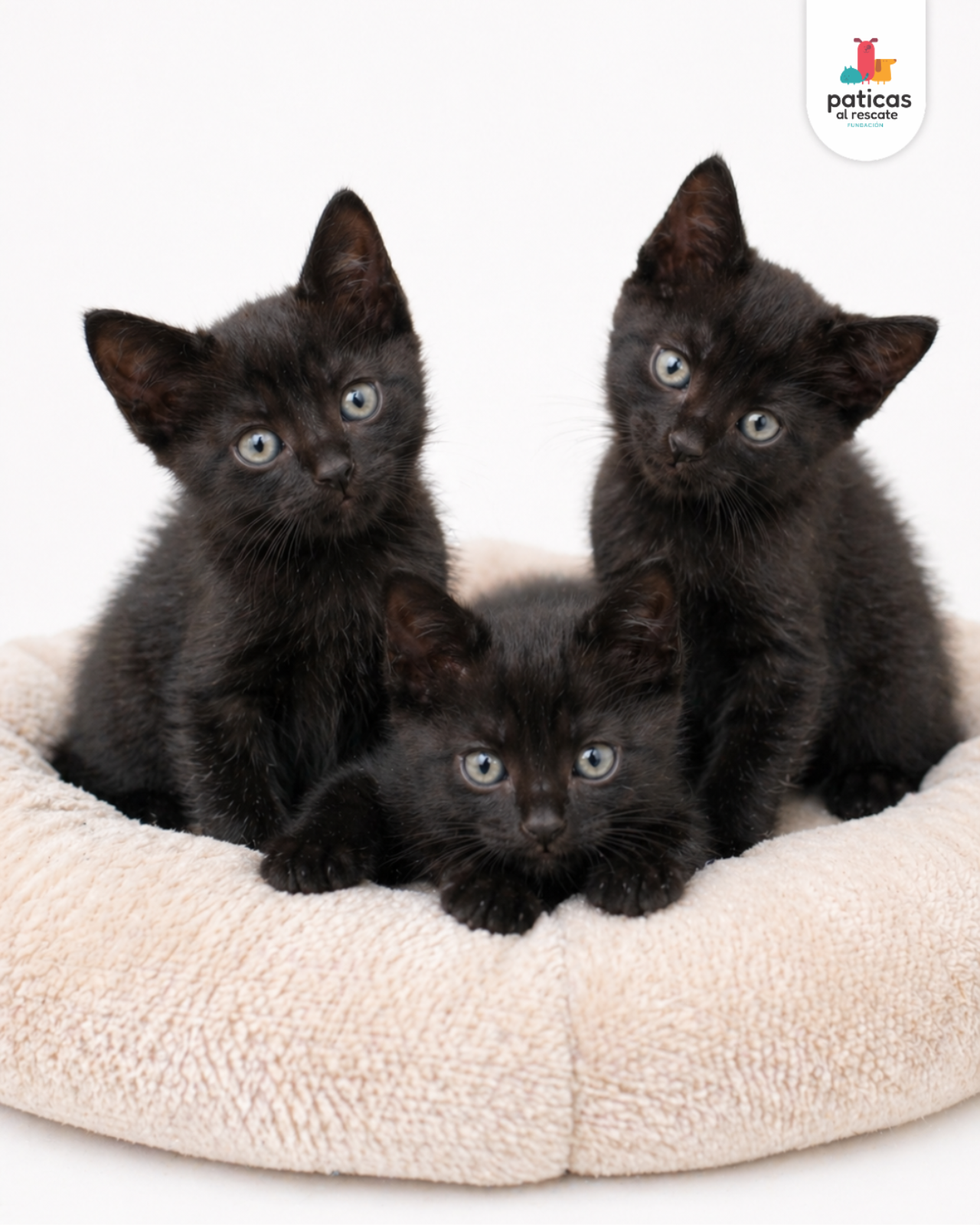 ADOPTA A LOS BOMBONCITOS_7