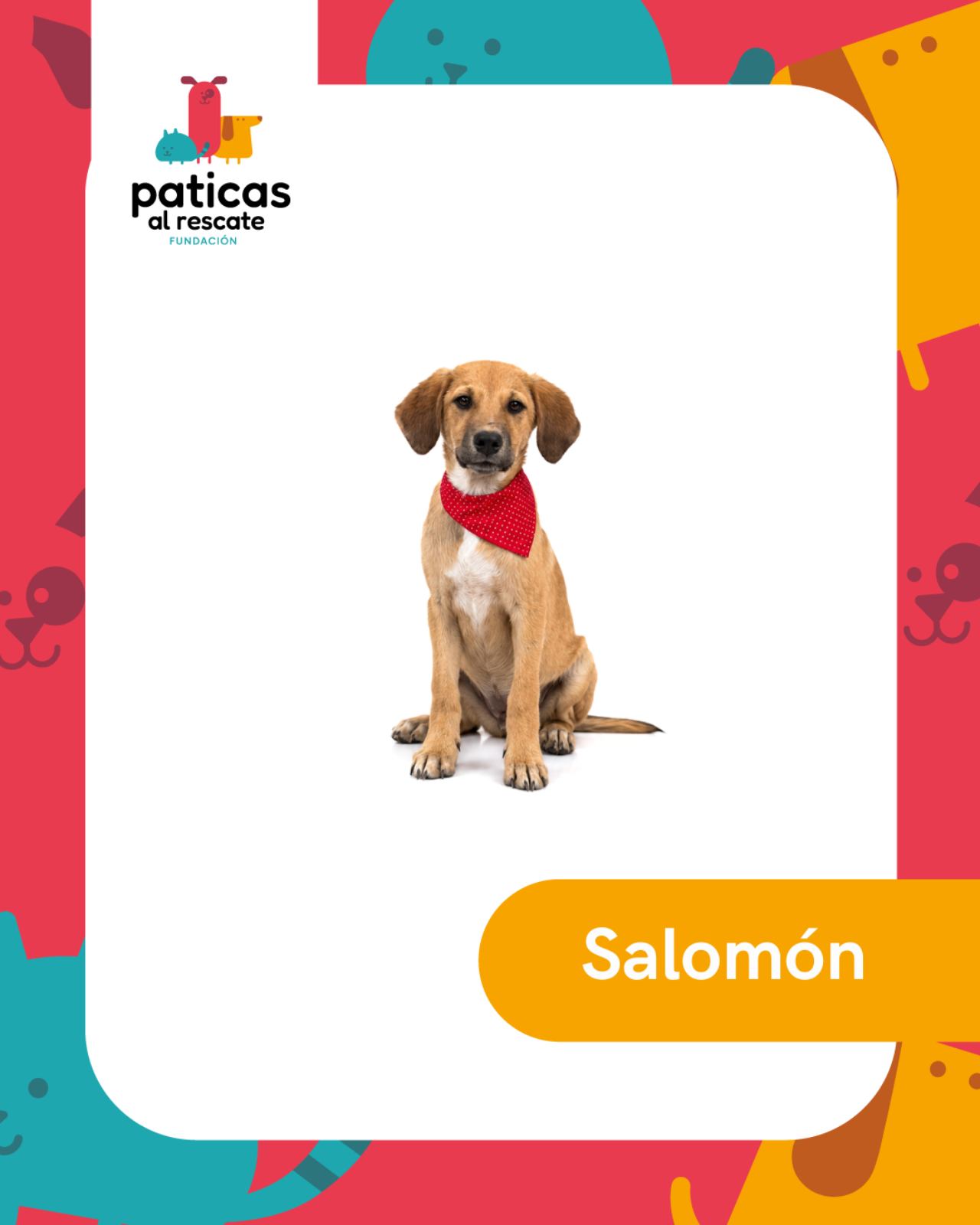 ADOPTA A SALOMÓN - Paticas al Rescate