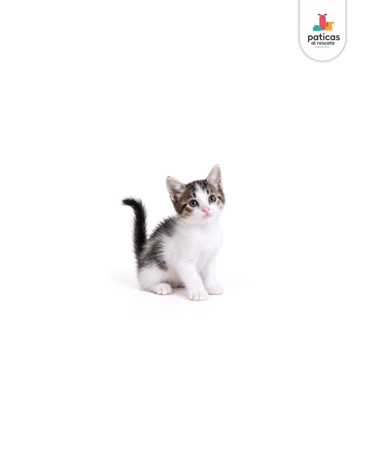 ADOPTA A CHACHA_3