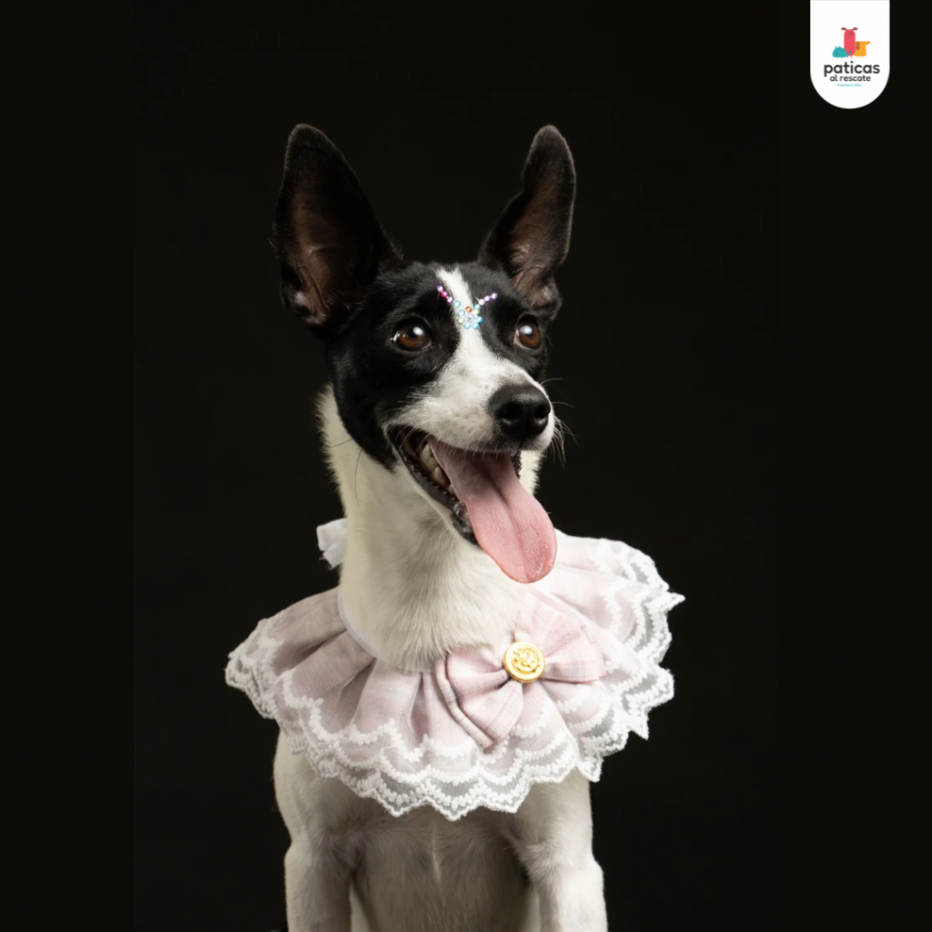 Adopta a Suki_3