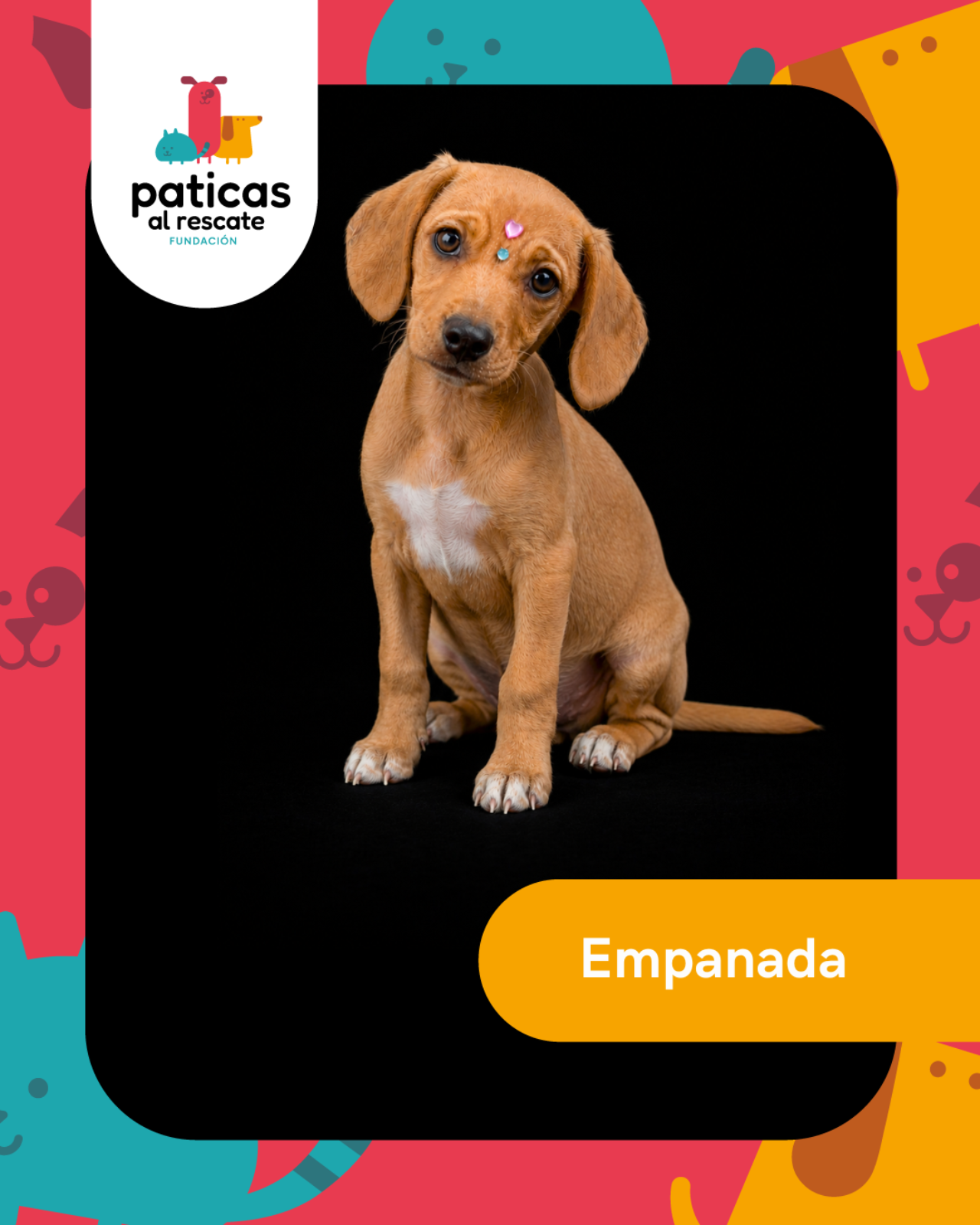 ADOPTA A EMPANADA - Paticas al Rescate