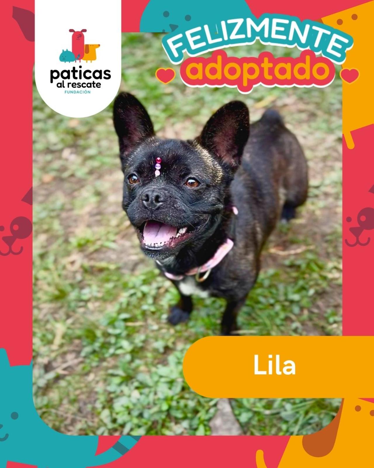 Adopta a Lila_17