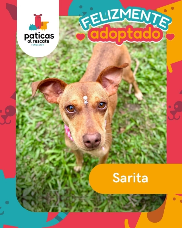 Adopta a Sarita_6