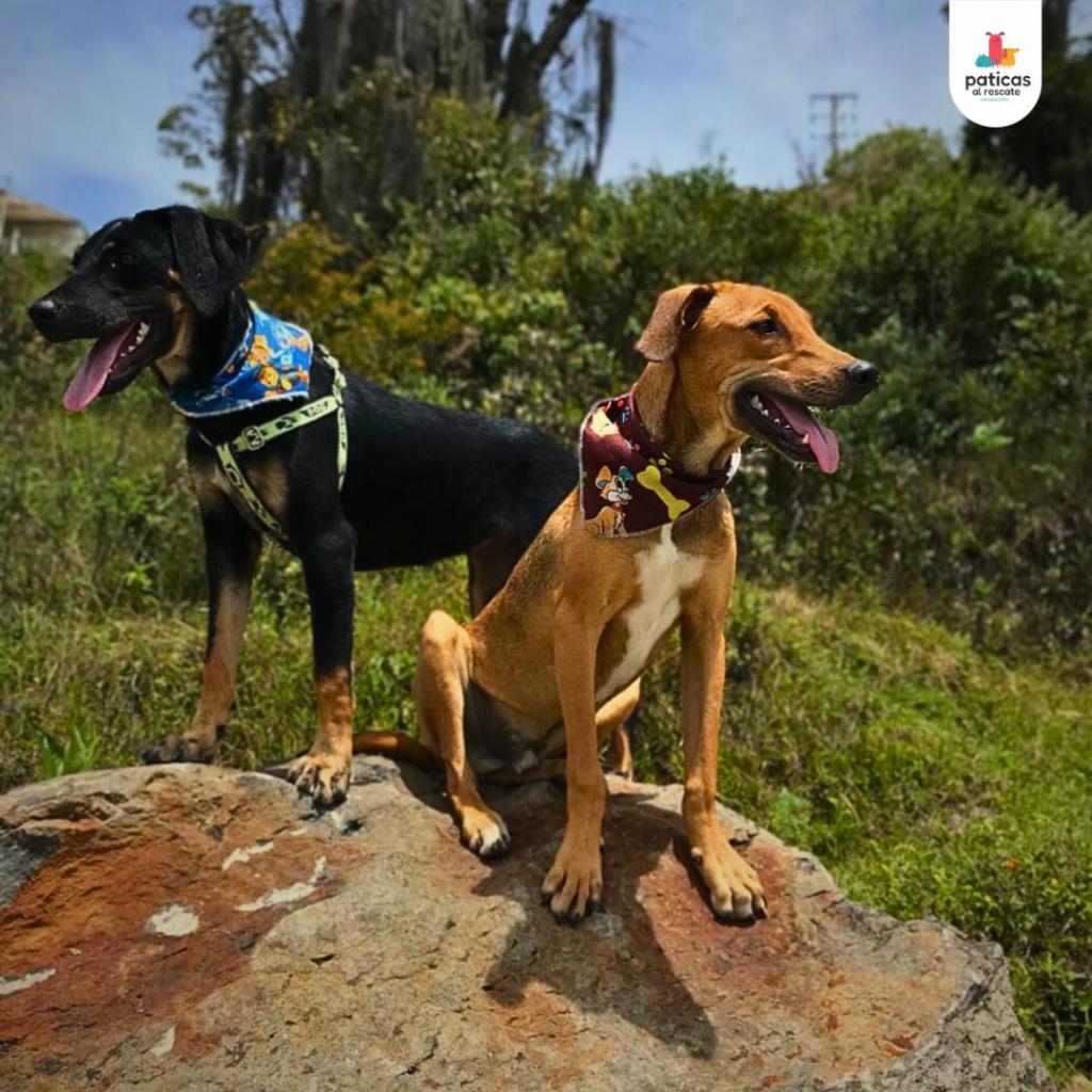 Adopta a Martina & Oliver_4