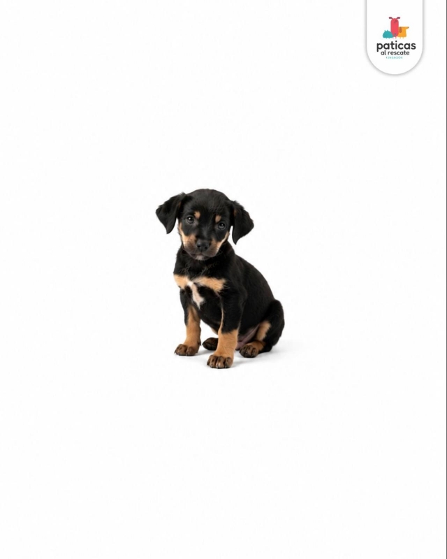 ADOPTA A ELMO_6