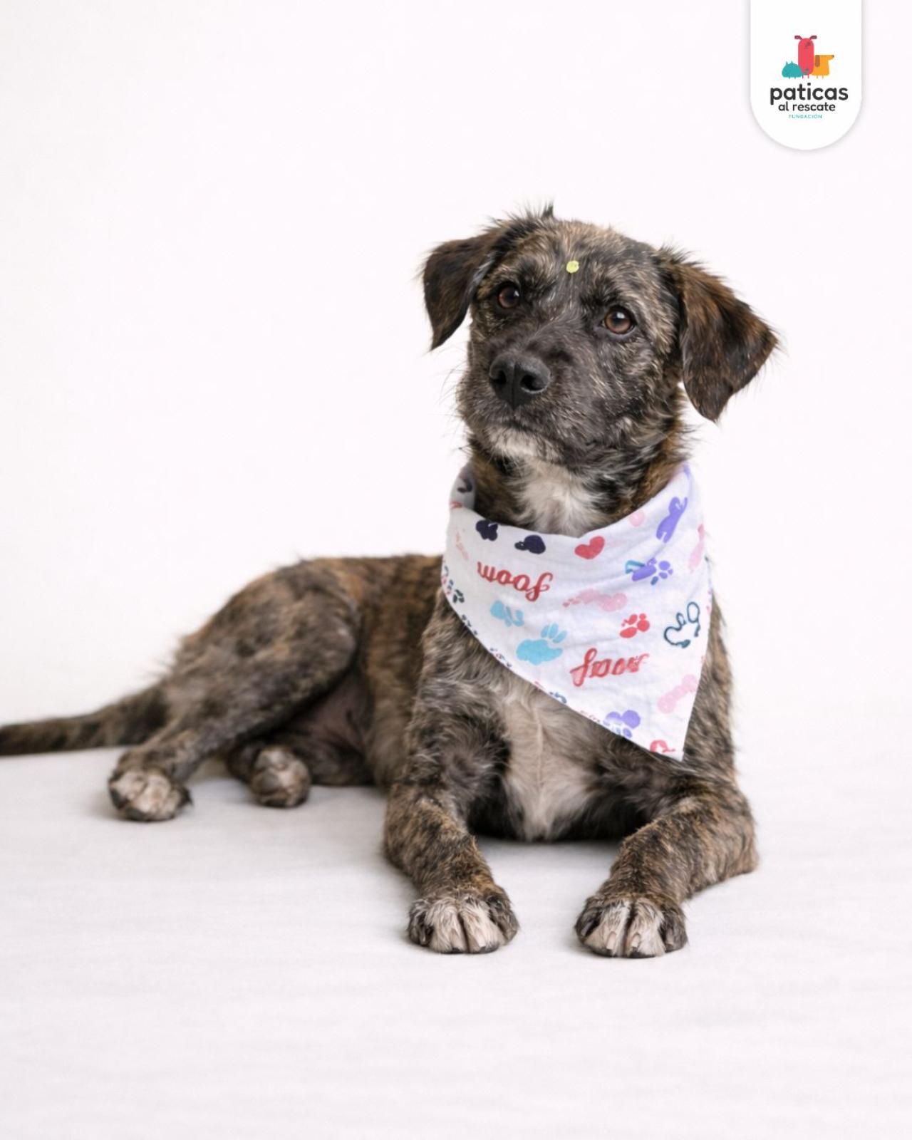 ADOPTA A PELUCHINA_2