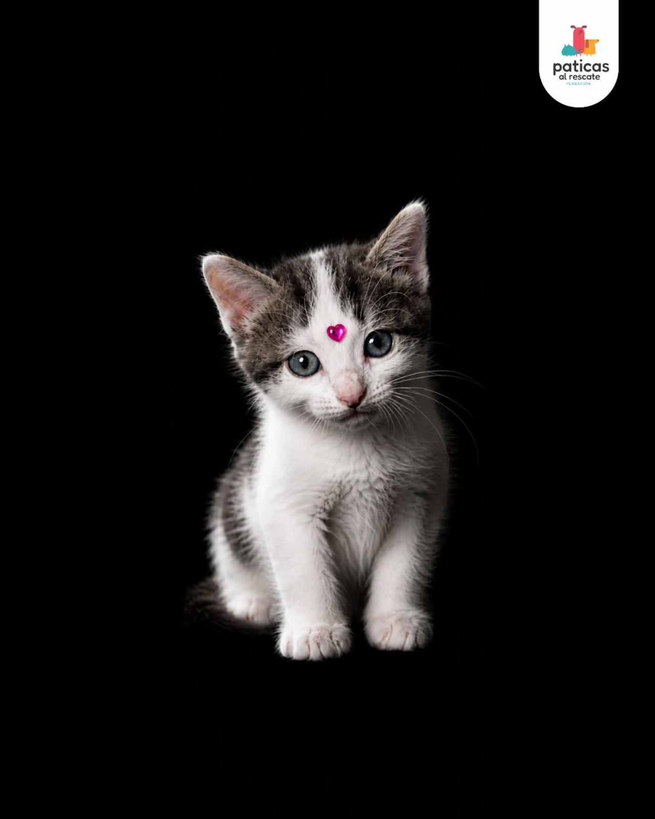 ADOPTA A PARÍS_7