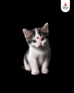 ADOPTA A PARÍS_7